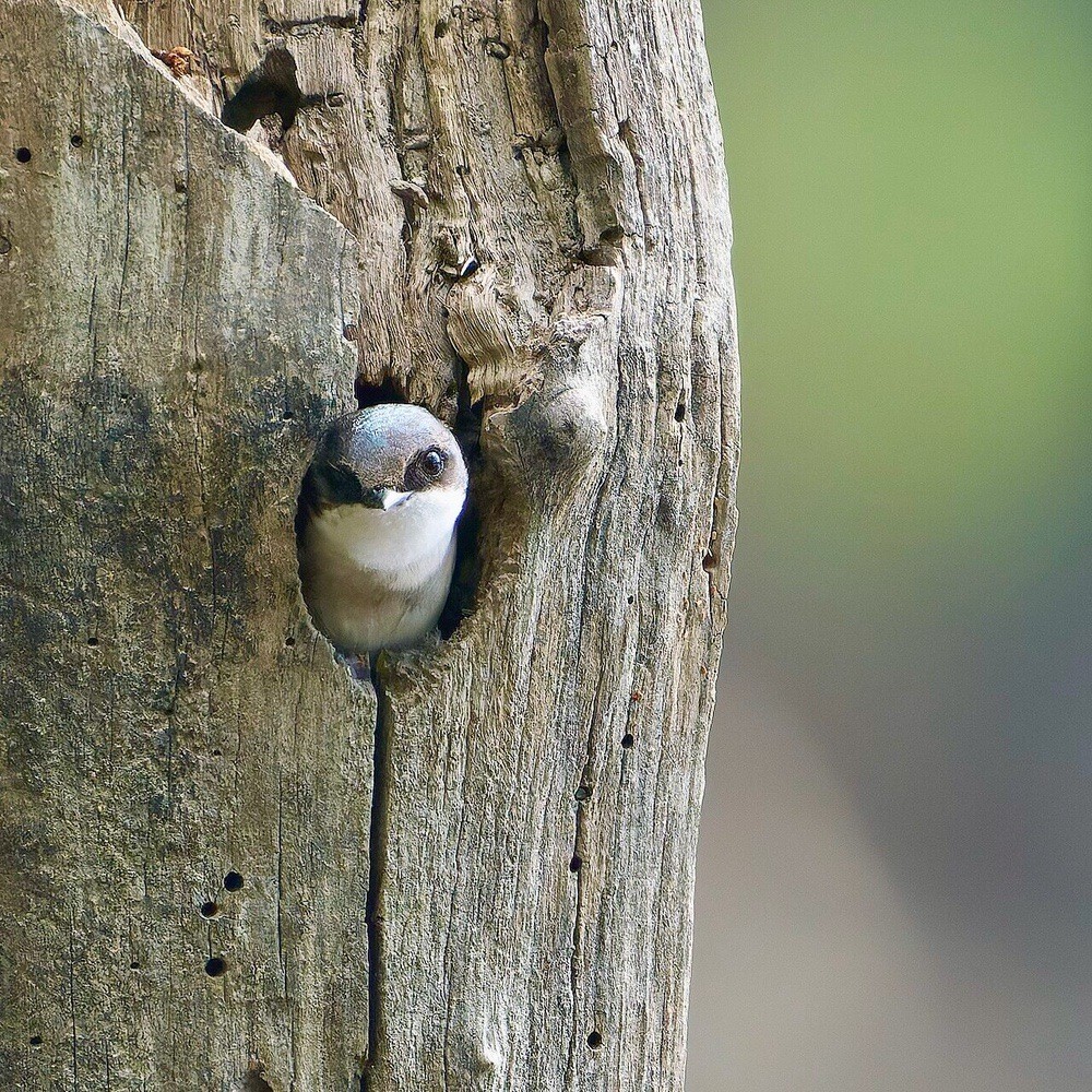 Tree Swallow protruding from nest, Keeney Cove, Glastonbury, CT USA is licensed under CC BY-SA 4.0